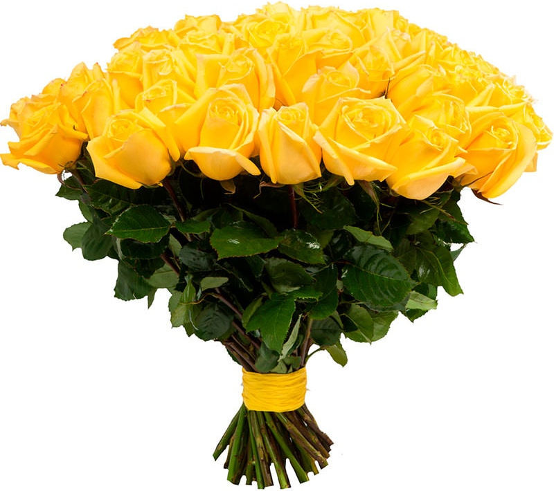 Желтые розы Голландия
